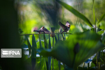 Heidarkola Wetland; Beautiful tourist attraction in Northern Iran