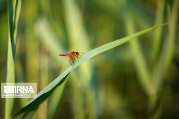 Heidarkola Wetland; Beautiful tourist attraction in Northern Iran