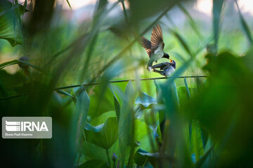 Heidarkola Wetland; Beautiful tourist attraction in Northern Iran