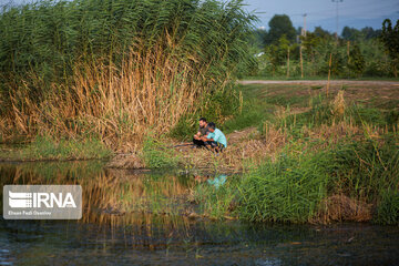 Heidarkola Wetland; Beautiful tourist attraction in Northern Iran