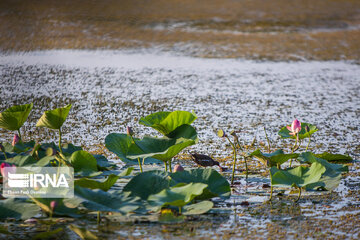 Heidarkola Wetland; Beautiful tourist attraction in Northern Iran