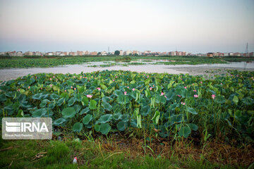 Heidarkola Wetland; Beautiful tourist attraction in Northern Iran