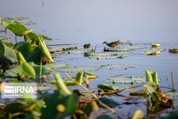 Heidarkola Wetland; Beautiful tourist attraction in Northern Iran