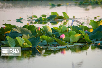 Heidarkola Wetland; Beautiful tourist attraction in Northern Iran