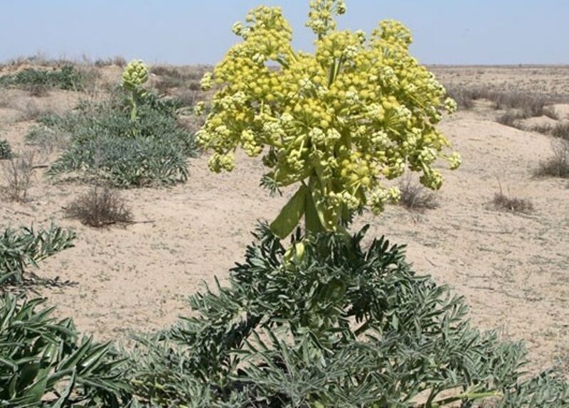 برداشت شیرابه گیاه دارویی آنغوزه در کهگیلویه و بویراحمد آغاز شد