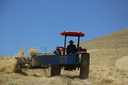 افزایش بهره‌وری در دیمزارهای کردستان با طرح جهش تولید