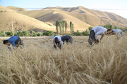 کردستان سومین استان کشور در خرید گندم مازاد بر نیاز کشاورزان شد