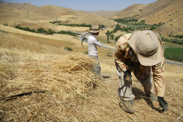 برداشت سنتی گندم از مزارع کردستان