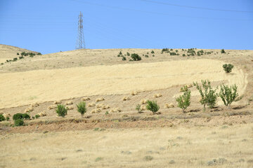 فصل برداشت گندم در کردستان