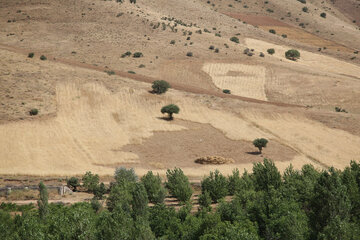 فصل برداشت گندم در کردستان