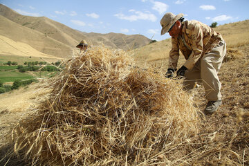 فصل برداشت گندم در کردستان