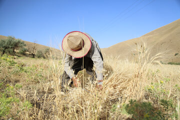 خرید تضمینی گندم در کردستان همچنان ادامه دارد