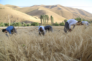 تلاش دولت برای پرداخت مطالبات گندمکاران کردستانی