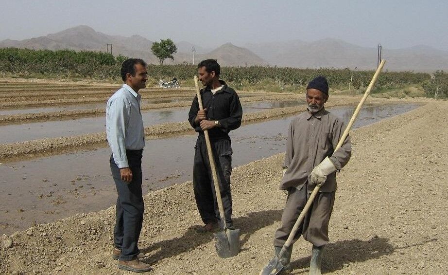 فرماندار ابرکوه: کشاورزان شهرستان از آبیاری غرقابی پرهیز کنند