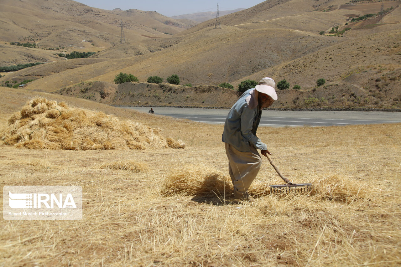 بیش از ۶۷۵ میلیارد ریال به حساب گندمکاران کردستانی واریز شد