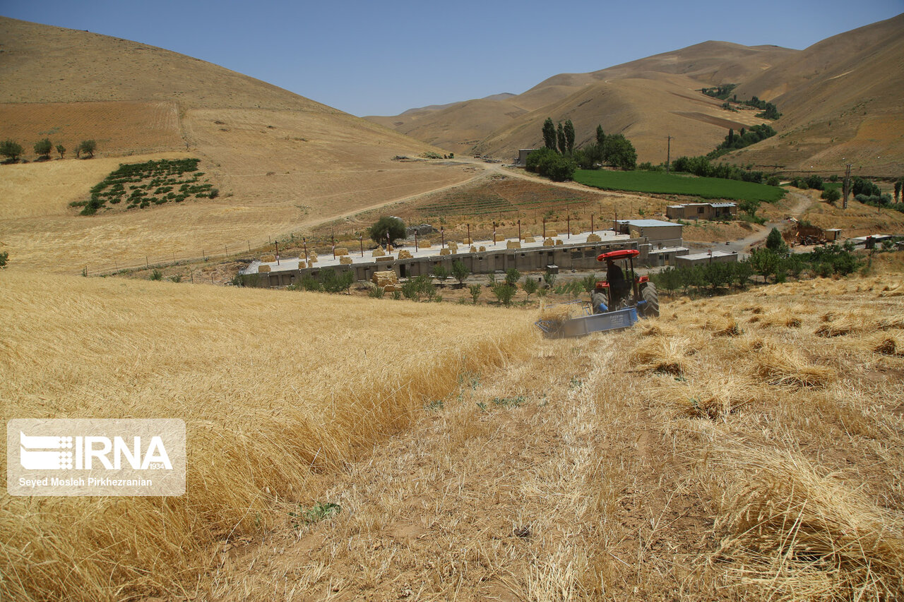 میزان خرید تضمینی گندم در کردستان از مرز یک میلیون تن گذشت