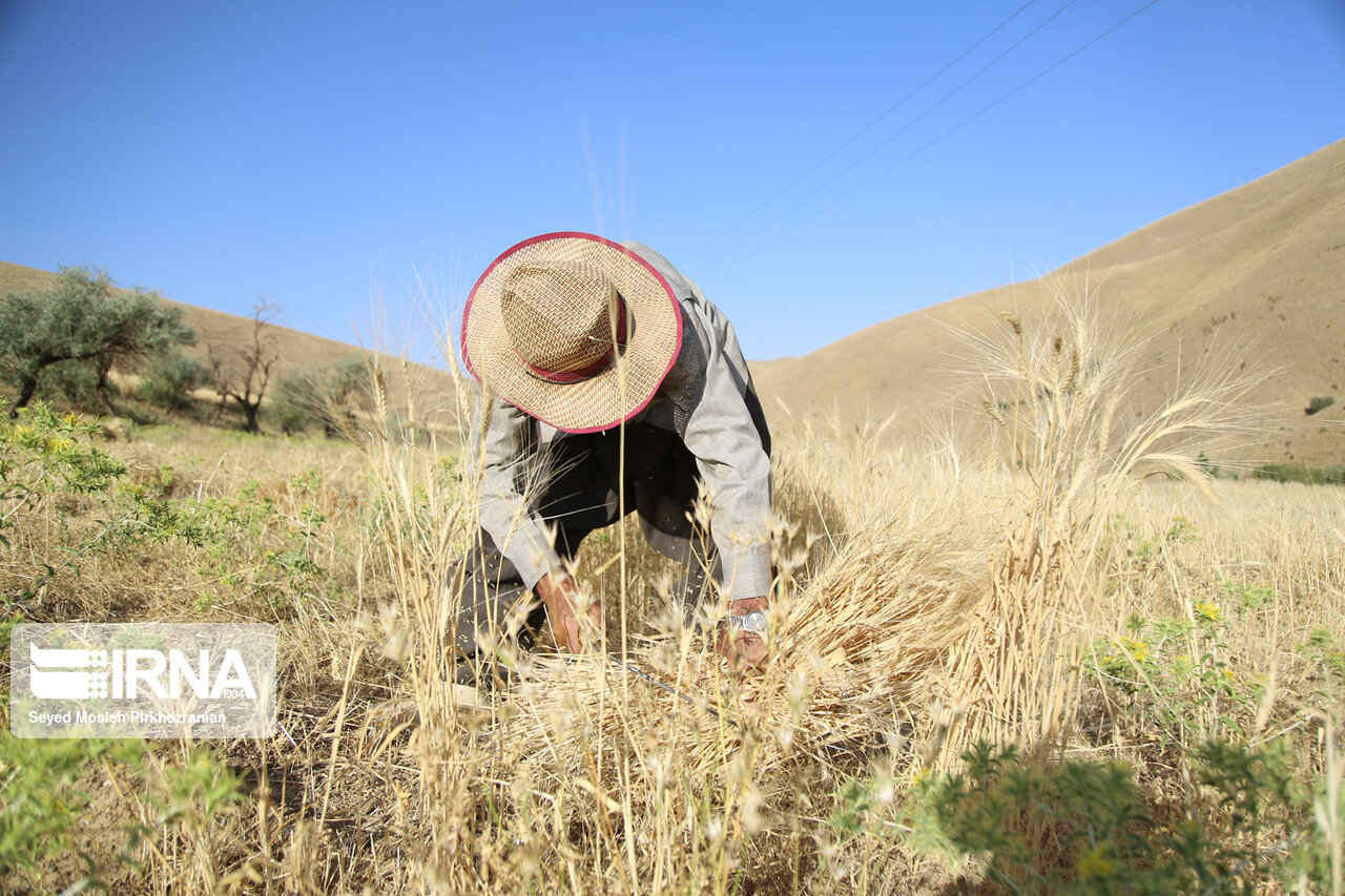 خرید تضمینی گندم در کردستان همچنان ادامه دارد