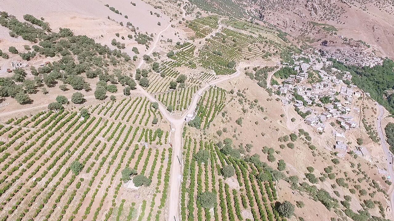 بهره برداری از 811 هکتار باغات دیم در کردستان آغاز شد