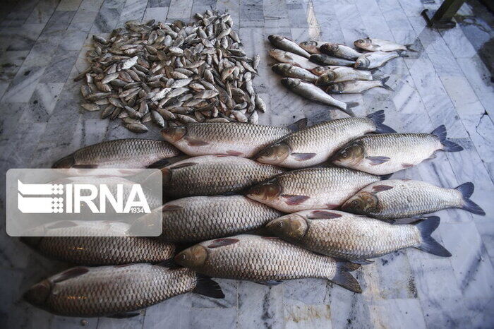 چهار تن و 360 کیلوگرم ماهی غیرقابل مصرف در دزفول معدوم شد