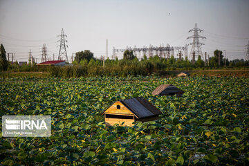 萨里湖国家湿地公园荷花盛开