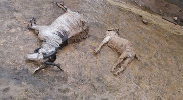 رعد وبرق باعث تلف شدن ۲۵ راس گوسفند در گچساران شد