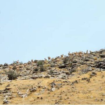 بوستان جنگلی سرخه حصار به اکو پارک تبدیل می شود