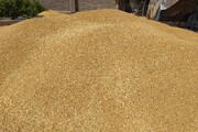 ۶۴ مرکز خرید گندم در آذربایجان‌غربی خریدار محصول تولیدی کشاورزان 