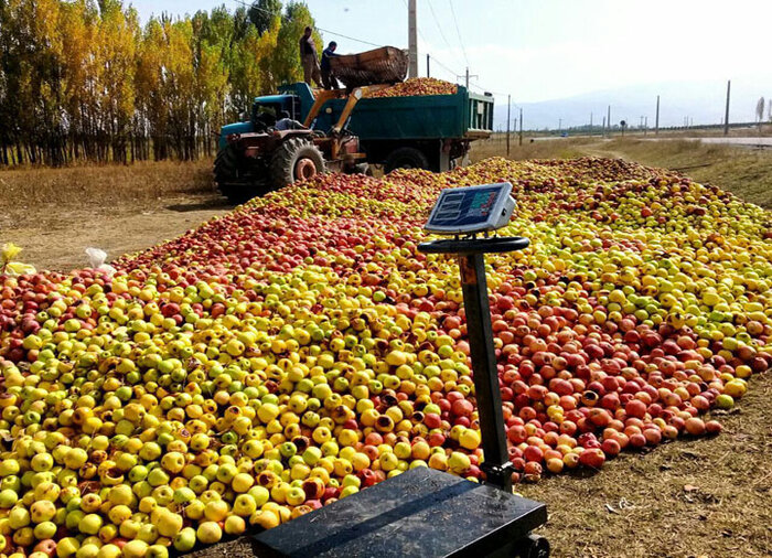 انباشت سیب در کنار جاده‌های آذربایجان‌غربی؛ کمتر از قبل ولی همچنان باقی