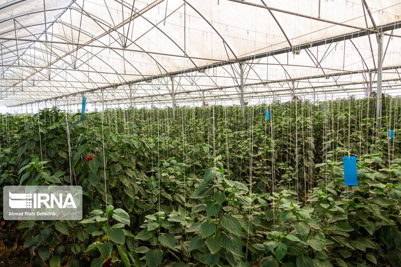 ۱۰۰ هکتار گلخانه در شهرستان بروجن بهره‌برداری می‌شود