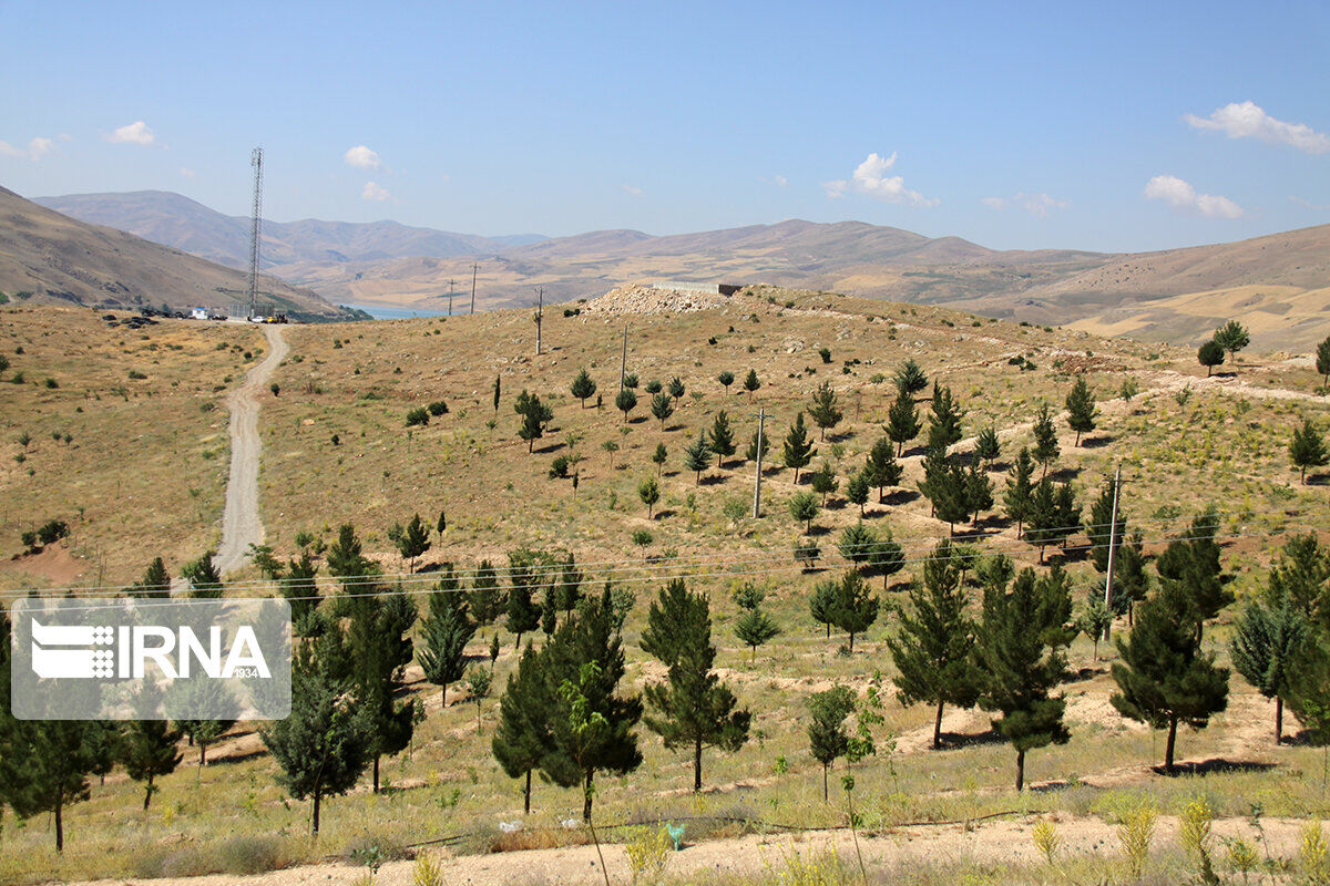 ۱۵۰ هکتار جنگل‌کاری در استان قزوین انجام می‌شود