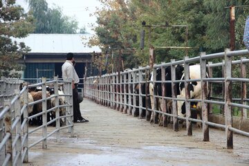 کشتارگاه صنعتی خورین ورامین آماده برپایی عید قربان