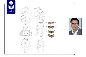 عضو هیات علمی دانشگاه بیرجند ۲ گونه جانوری جدید را کشف کرد
