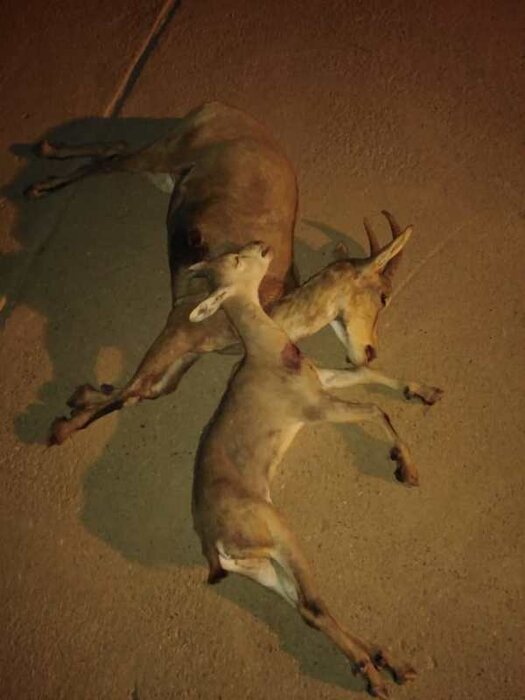 ۳ شکارچی متخلف در کهگیلویه و بویراحمد دستگیر شدند