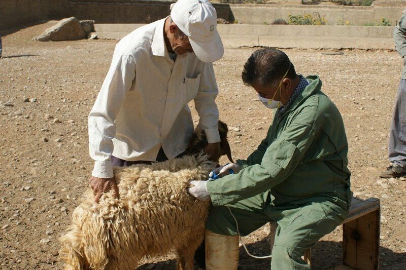 دام و طیور روستاهای آستارا رایگان واکسینه شدند