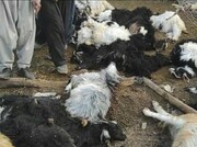 ۴۰ راس گوسفند در تصادف همدان تلف شدند