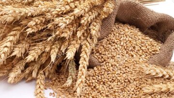 رشد ۸.۲ درصدی خرید گندم در شبکه تعاون روستایی خراسان شمالی