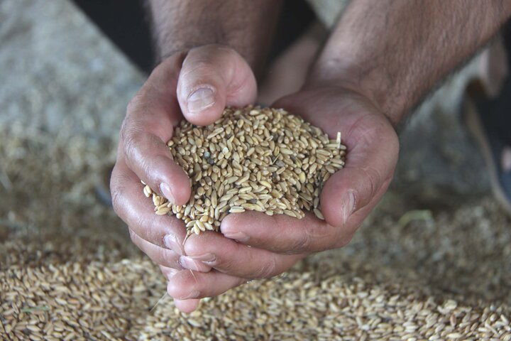 خودکفایی استان قزوین در تولید بذر گندم و جو
