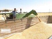 پرداخت ۱۹۰ هزار میلیارد ریال به گندمکاران خوزستانی آغاز شد