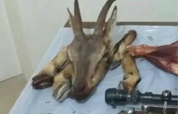 شکارچیان سه راس کل و بز وحشی در قزوین دستگیر شدند