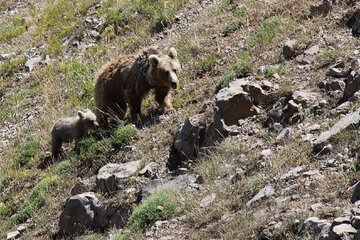 مشاهده ۲ قلاده خرس از گونه‌های در خطر انقراض در الموت