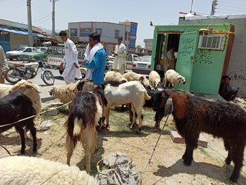 بازار فروش دام در نیکشهر