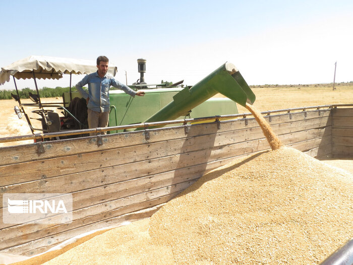 بیش از ۴۴ هزار تن گندم از مزارع گیلانغرب برداشت شد
