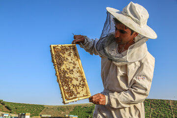 افزایش ۱۰ درصدی تولید عسل در شهرستان مرزی راز و جرگلان