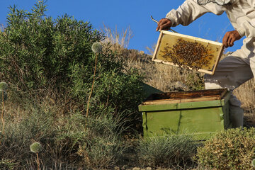 تاثیر نیش زنبور عسل بر درمان کرونا تایید نشده است 