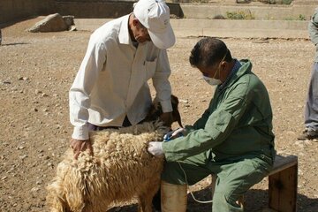 ۱۹۰ هزار راس دام در پلدشت علیه انواع بیماری‌ها واکسینه شدند