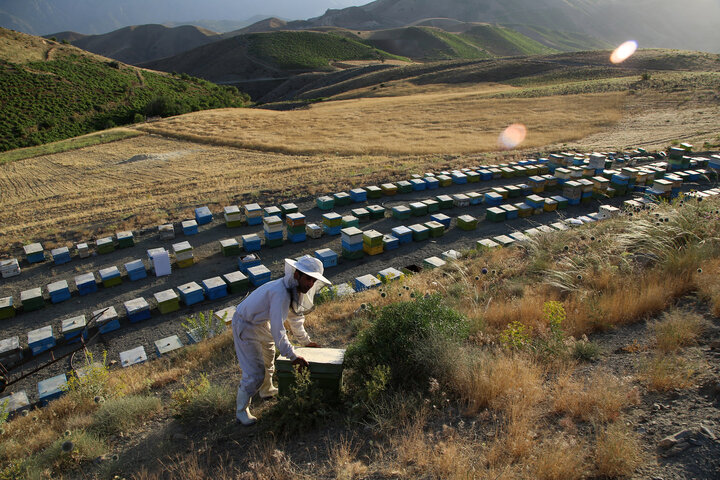 کام شیرین اقتصاد فارس با ۵۸۷ پهنه تولیدی عسل/آغاز سرشماری سراسری زنبورستان‌ها