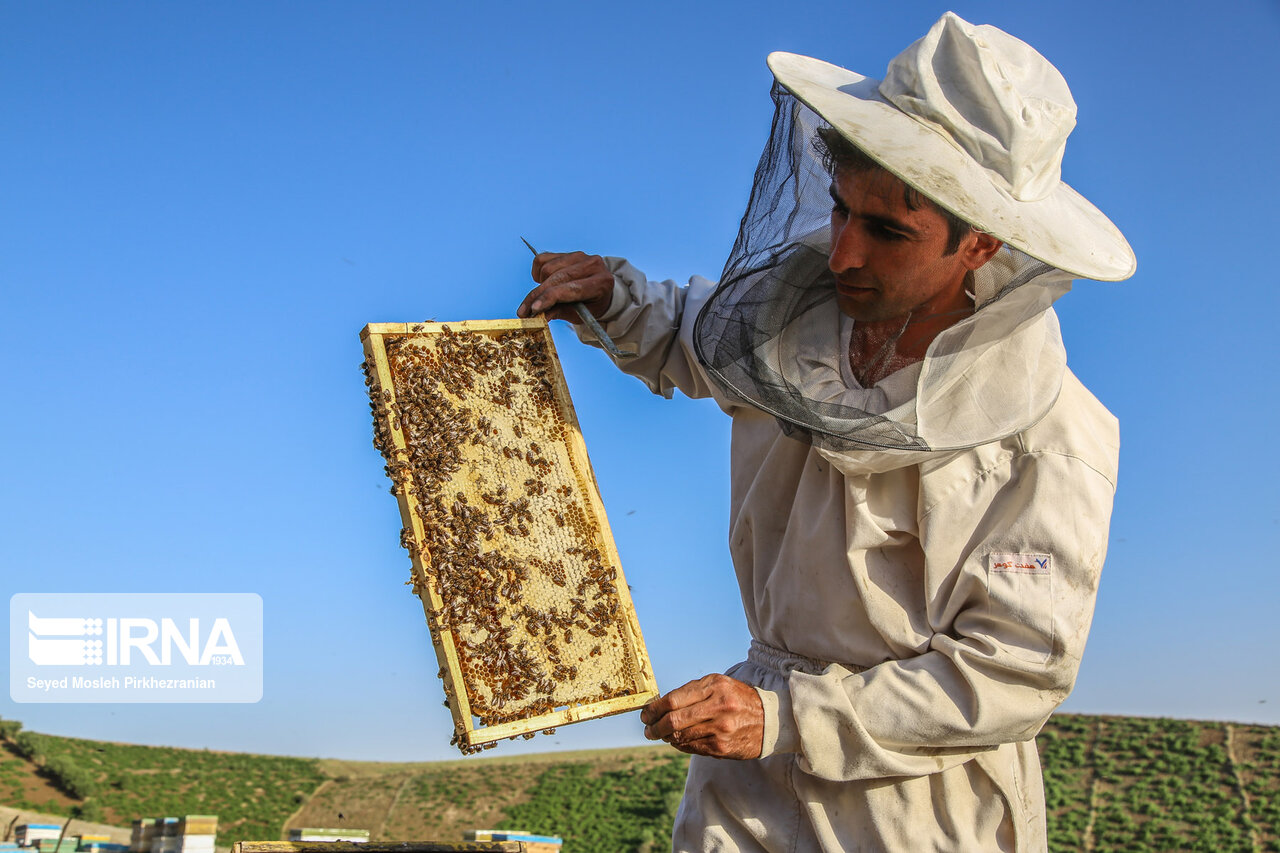 تعاونی‌های زنبورداری کرمانشاه سالانه پنج هزار و۲۵۰تن عسل تولید می‌کنند