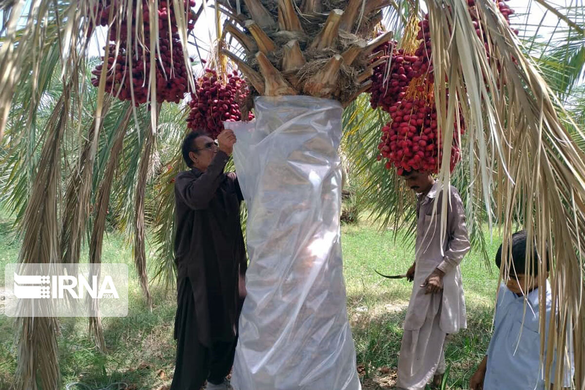 معیشت کشاورزان کرمان نیازمند حمایت ملی است