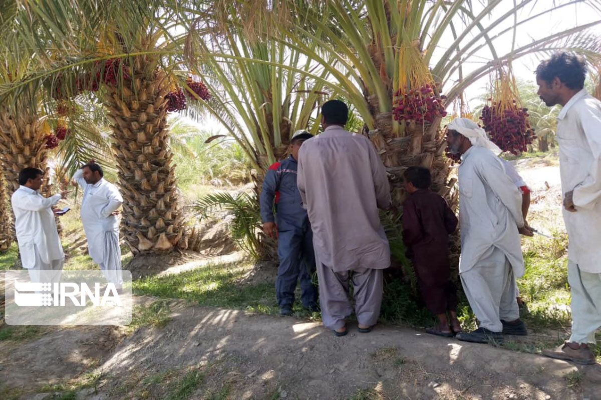 مبارزه با سوسک سرخرطومی در سطح ۷۰هزار هکتار از نخلستان‌های سیستان‌ و بلوچستان انجام شد