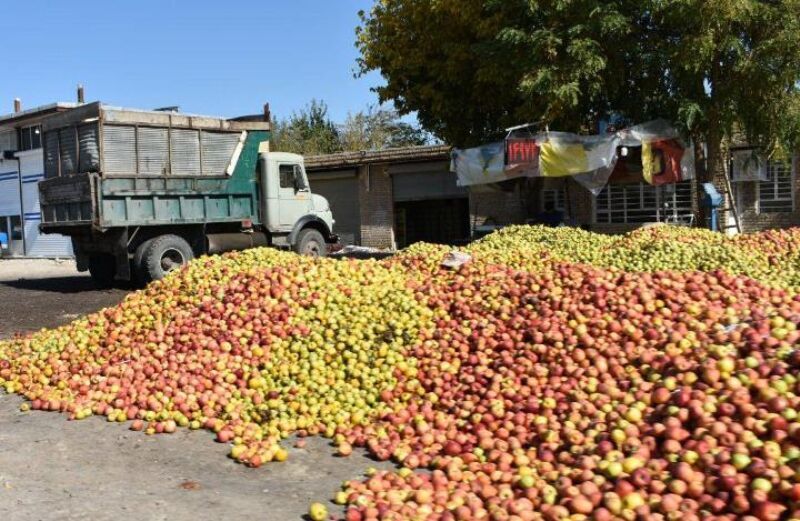  ۱۸ هزار تن سیب صنعتی از باغداران آذربایجان غربی خریداری شد